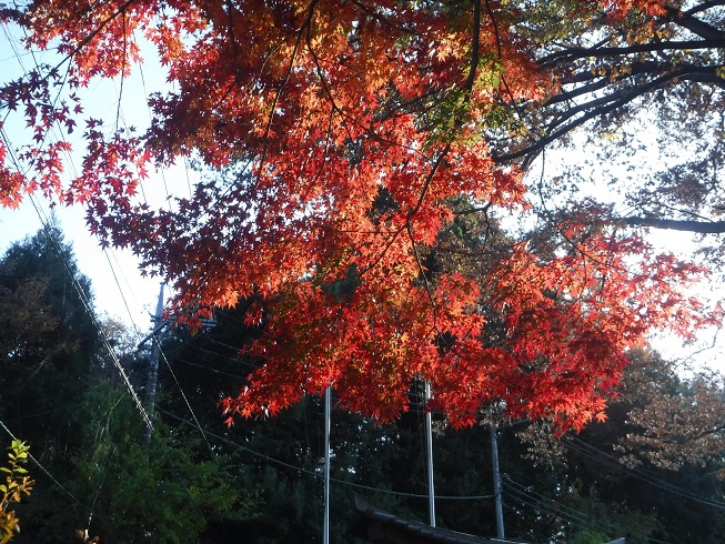 氷川神社の紅葉2