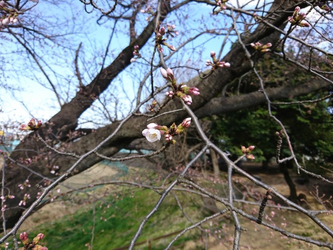 画像　24日の白山公園の桜　様子その1