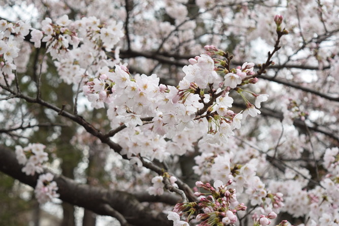 画像　白山公園の桜の様子　その1