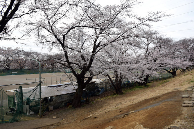 画像　白山公園の桜の様子　その2