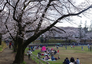 画像　31日の白山公園の桜　様子その2