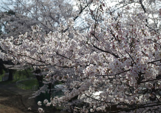 画像　31日の白山公園の桜　様子その3