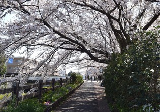 画像　3日の黒目川の神山大橋付近の桜　様子その2