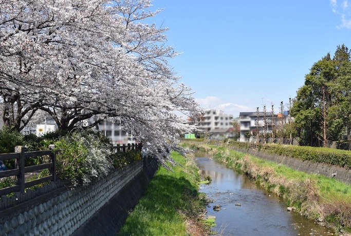 画像　3日の黒目川の神山大橋付近の桜　様子その1