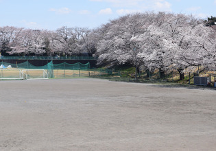 画像　3日の白山公園の桜　様子その2