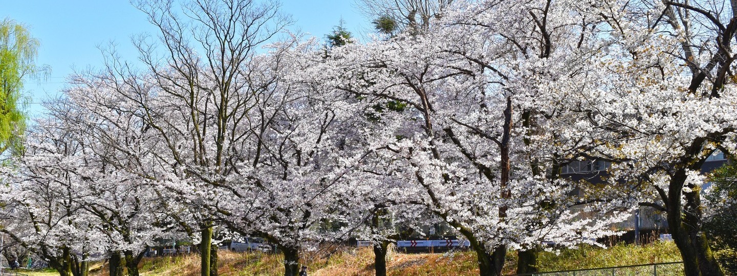 春の白山公園