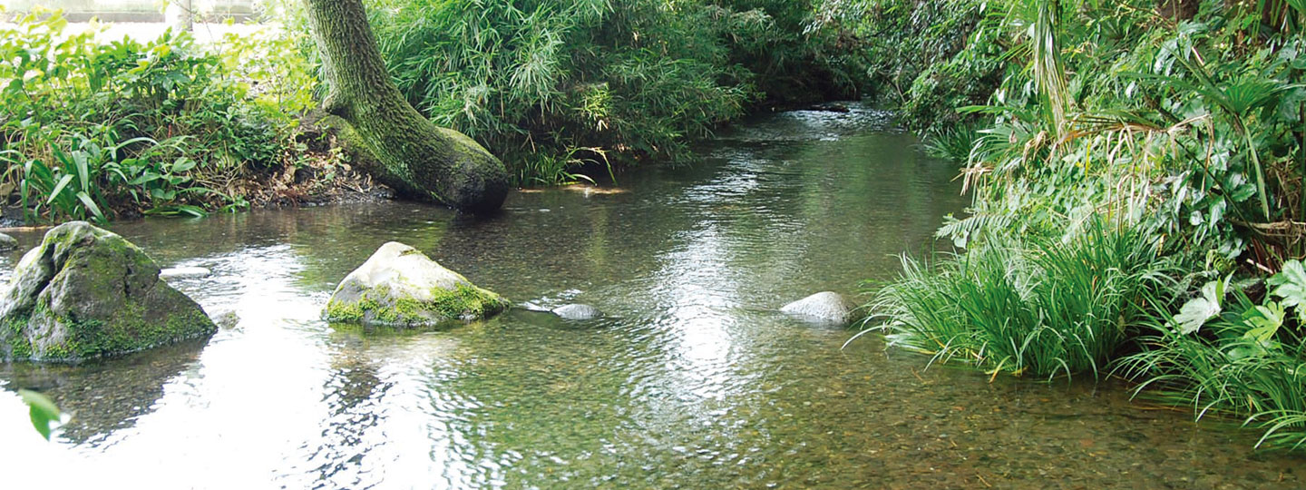 南沢湧水群