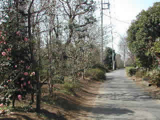 小山の植木畑