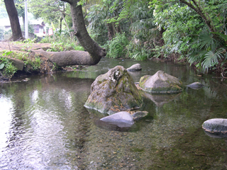沢頭湧水（南沢緑地保全地域内）の写真
