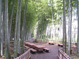 写真　竹林公園