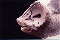 イノシシの装飾のついた縄文土器（多聞寺前遺跡）
