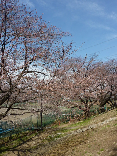 27.3.28白山公園の桜の写真