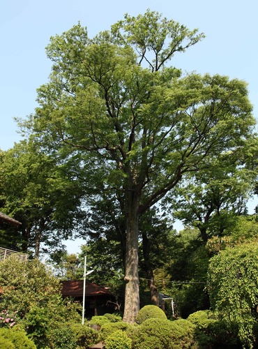 保存樹木の写真