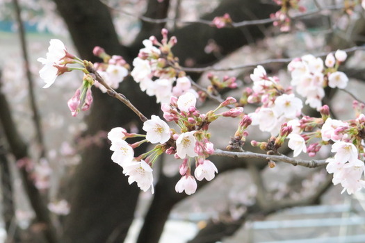 写真　4月2日現在の白山公園の桜　その1