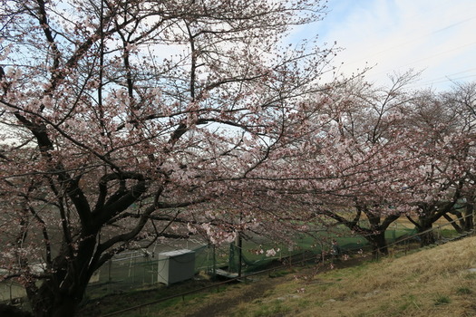 写真　4月2日現在の白山公園の桜　その2