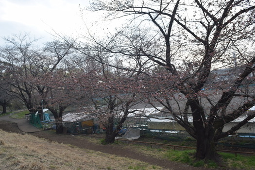 白山公園の桜