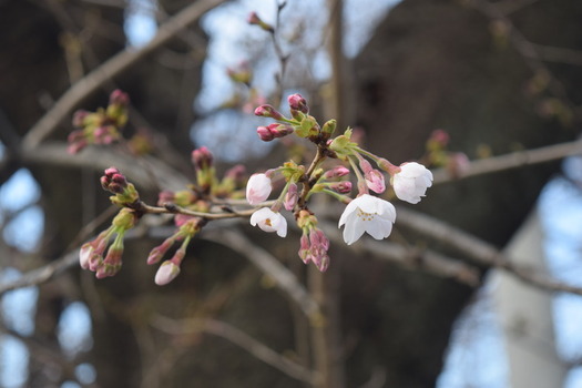 白山公園の桜