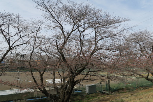 写真　白山公園の桜