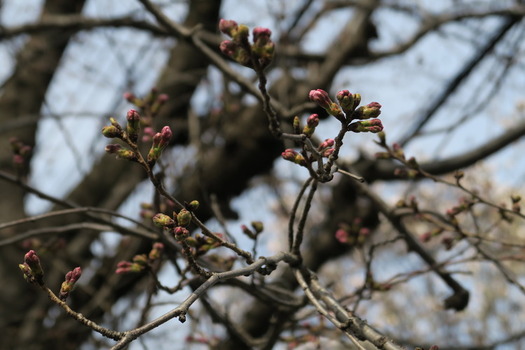 写真　白山公園桜のつぼみ