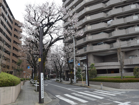 東久留米駅東の踏切の桜