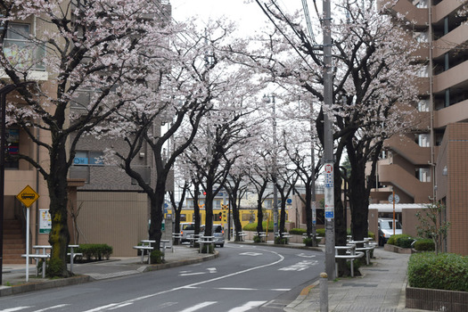 東久留米駅東の踏切の桜