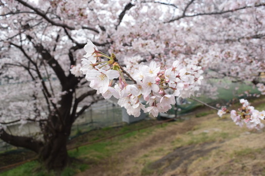 4月5日の白山公園の桜