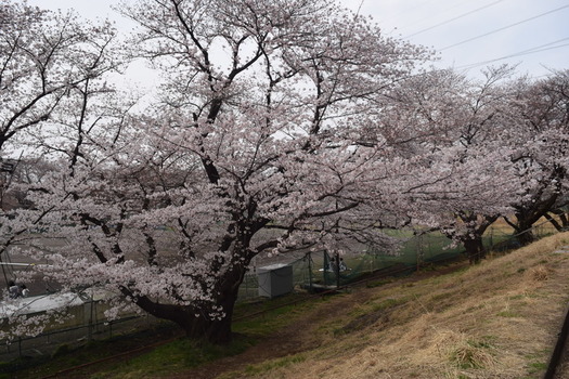4月5日の白山公園の桜