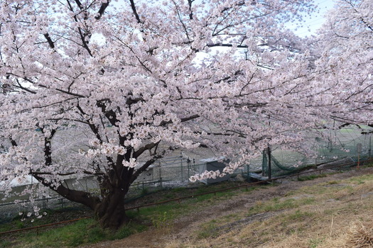 白山公園の桜