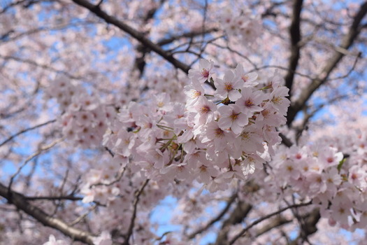 白山公園の桜