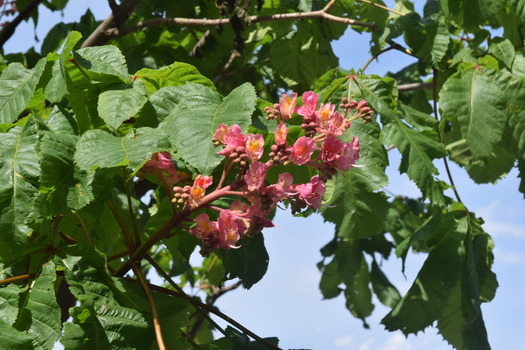 「まろにえ富士見通り」のマロニエの花