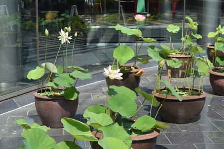 写真　蓮の花