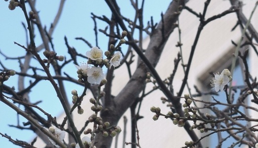 梅の花