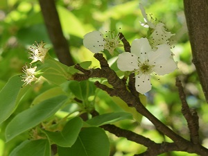 記念樹（梨）