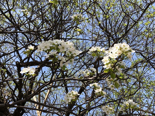 梨の花