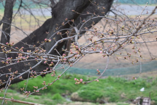 白山公園の桜