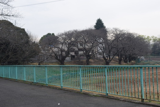 白山公園の桜