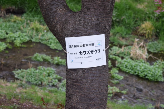 しんやま親水広場のカワズザクラ