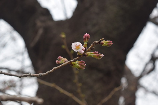 3月19日の白山公園の桜