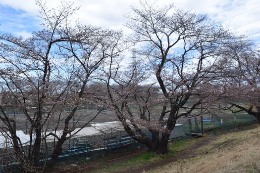 画像　23日の白山公園の桜（全景）