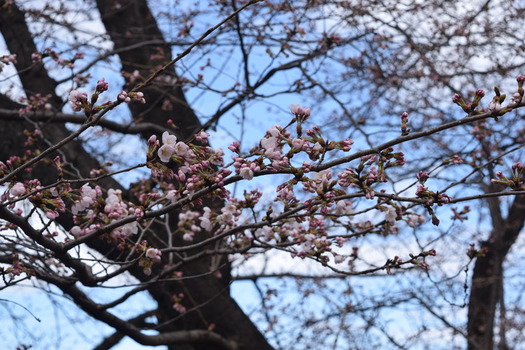 画像　23日の白山公園の桜（クローズアップ）