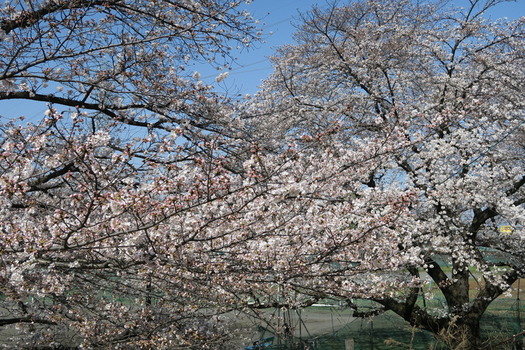 画像　白山公園の桜（全景）