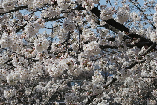 画像　白山公園の桜（アップ）