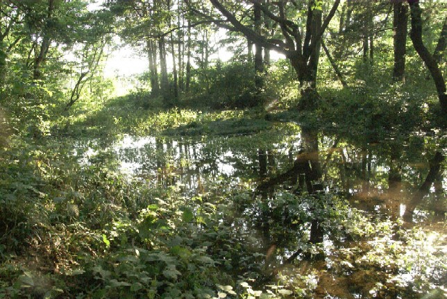 さいかち窪に水が湧き出てきたときの写真