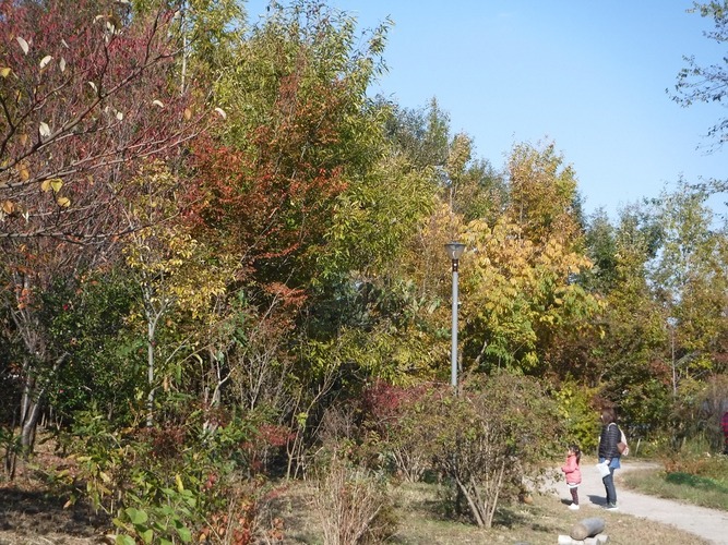 南沢水辺公園の紅葉（1）