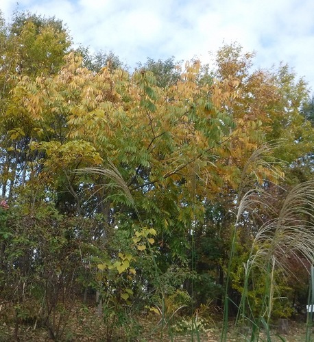 南沢水辺公園の紅葉(2)