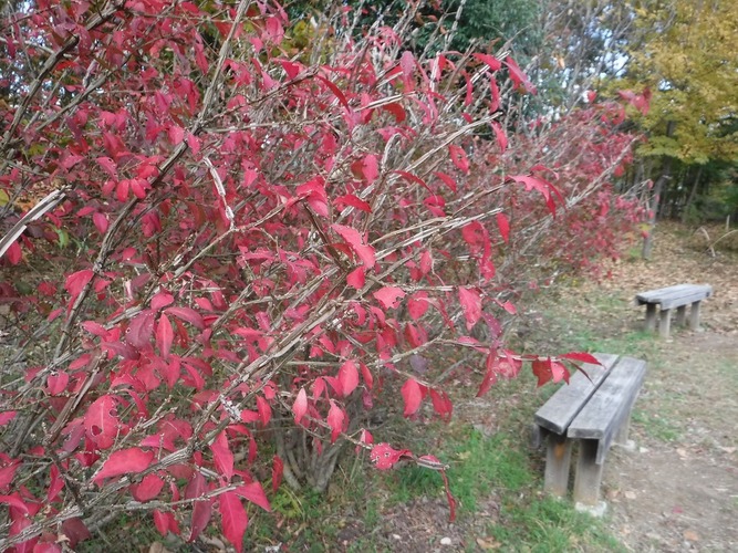 南沢水辺公園の紅葉(3)
