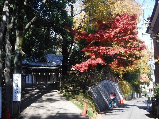 氷川神社の紅葉1