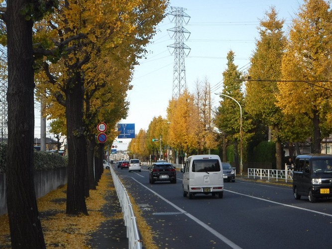 滝山団地のイチョウ並木（2）