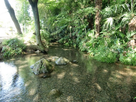 南沢湧水群画像