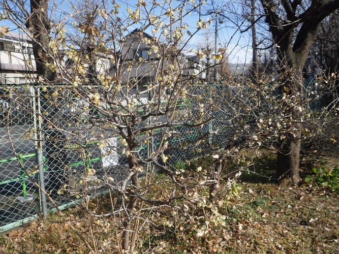 本村小学校裏門付近の通り付近の蝋梅の写真